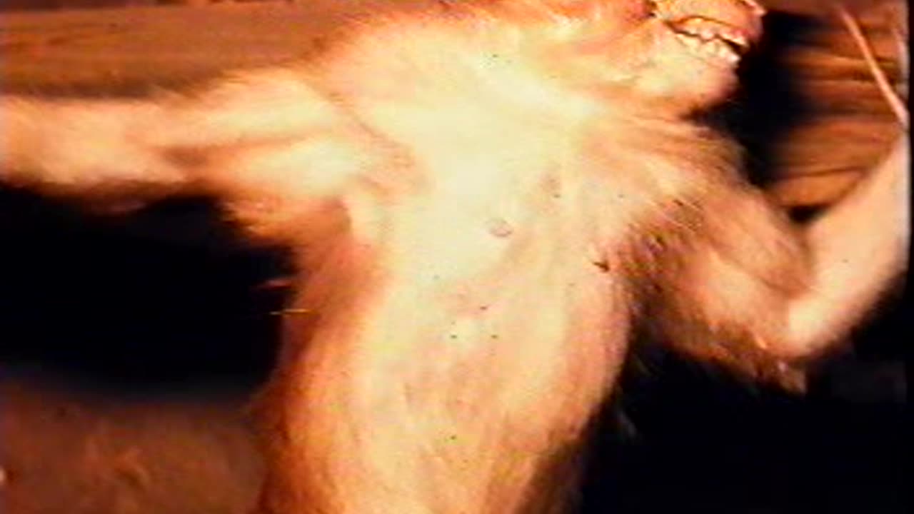 Nine Inch Nails - Closer