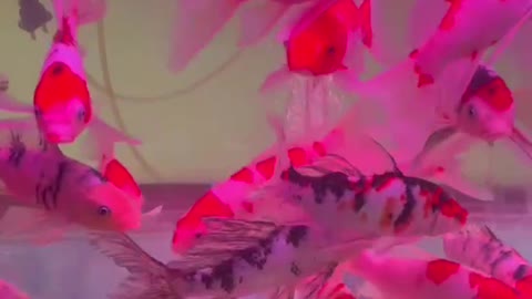 fish