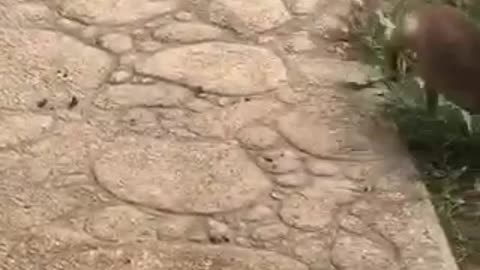 Very small chihuahua chases tail into grass