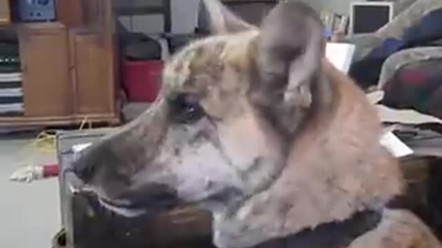 Ultimate dog tease