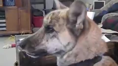 Ultimate dog tease