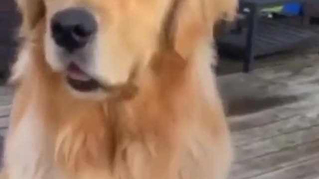 Funny animal dogs video?