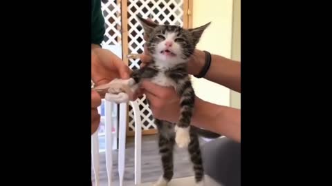 Cats Making Treats