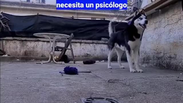 Video de perrito que habla