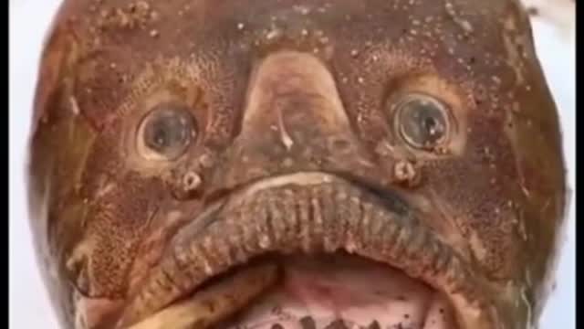 BEST FISHING VIDEOS 🐠🐠🐠 AMAZING FISH