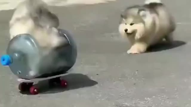 A tiny traffic accident among cute puppies