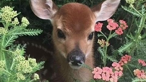 Cute animal 😍😍