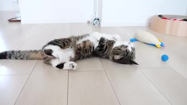 Kitten Kiki's reaction was too cute when I invited her to play with my new toy
