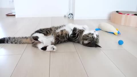 Kitten Kiki's reaction was too cute when I invited her to play with my new toy