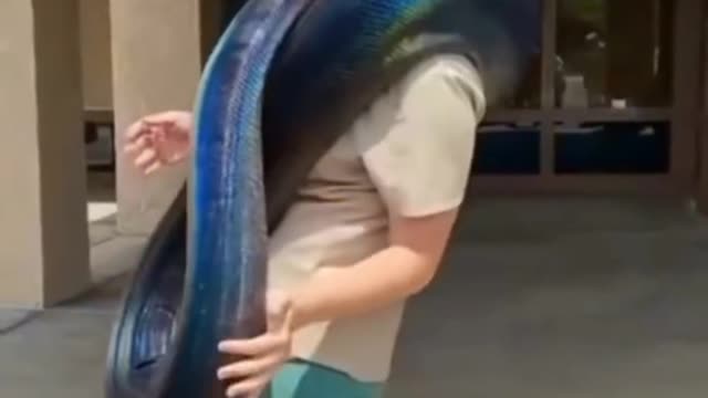 The world amazing animal