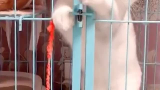 Cats Funny Video