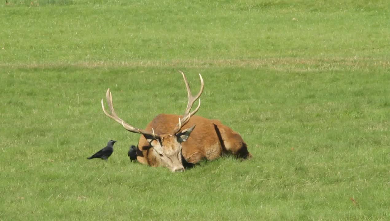 Red Deer Buck Relaxing But Crows Say NO RELAX FOR YOU!
