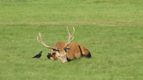 Red Deer Buck Relaxing But Crows Say NO RELAX FOR YOU!