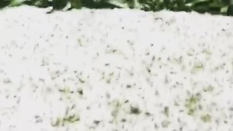 Black and white puppy jumps over small snow covered bush