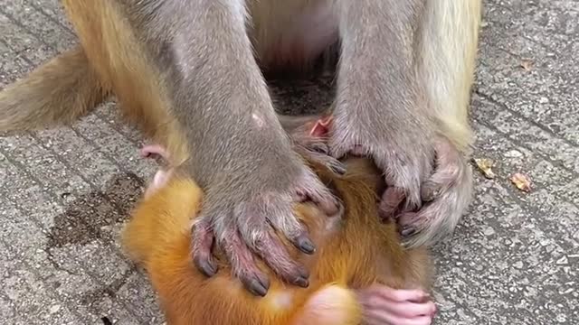 monkey mother hit her baby