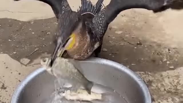 Cormorant bird eats whole fish instantly