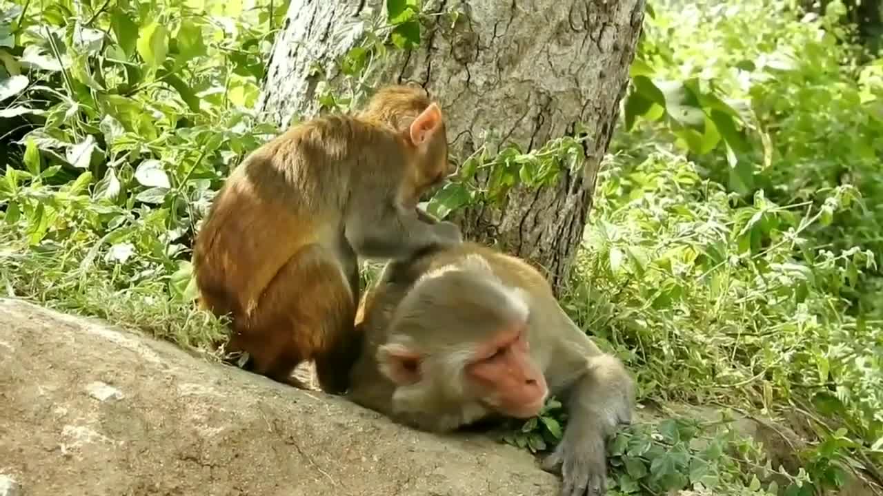 Interesting Animals moments