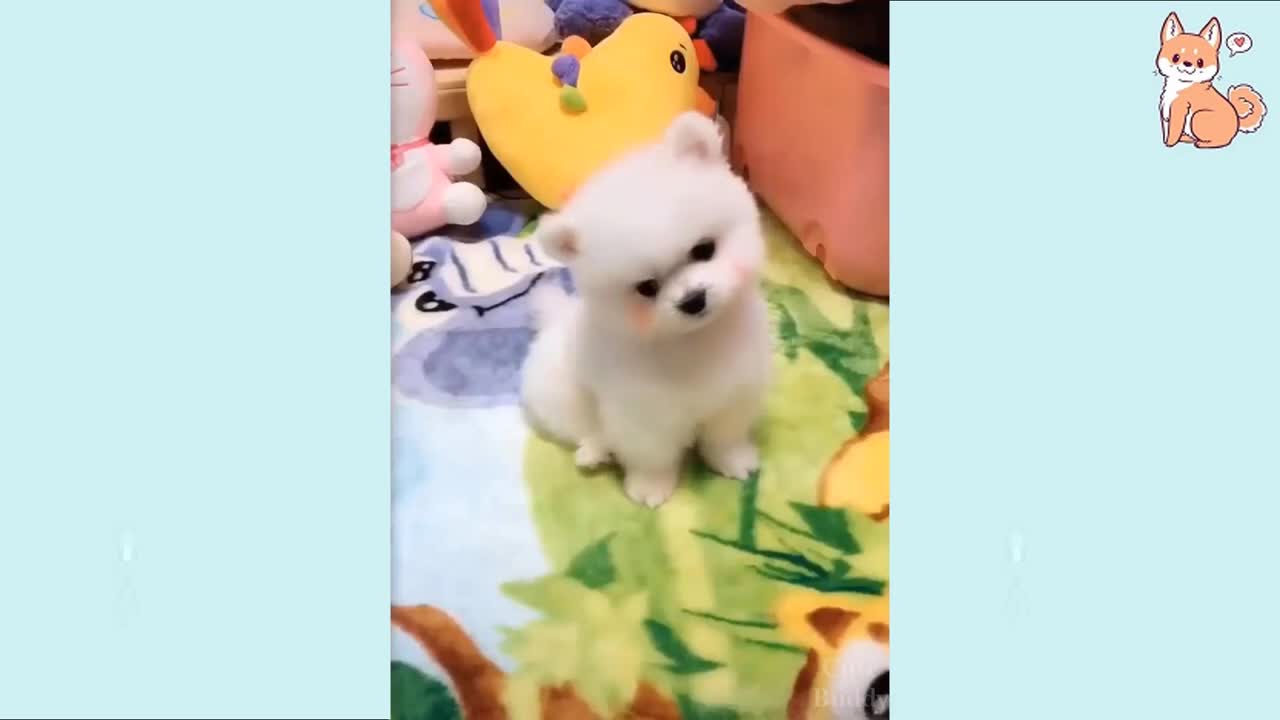 Cute Funny and Smart Dogs Compilation #1 | Cute Buddy