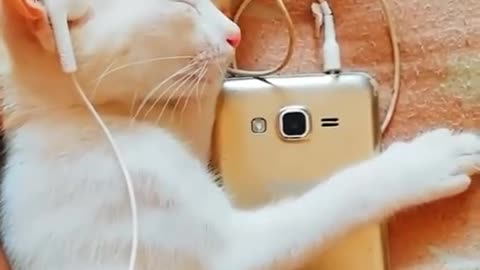 Cat enjoy