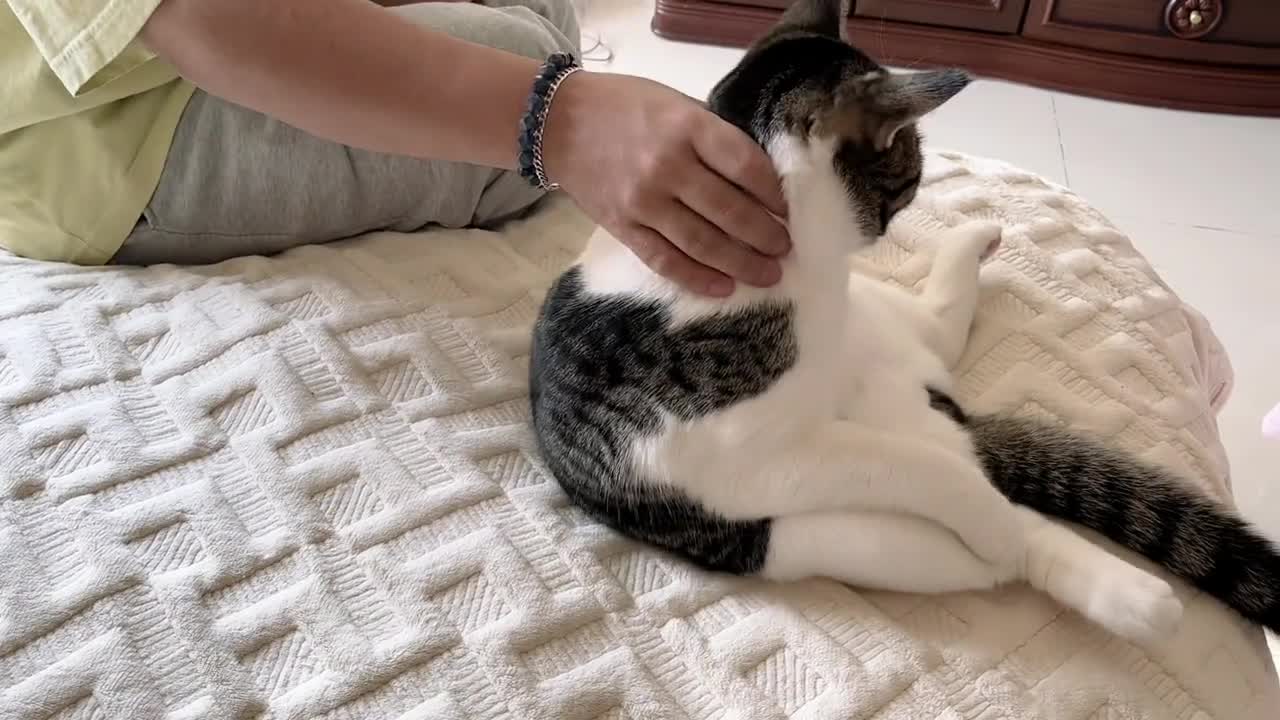 A kitten that can't wake up