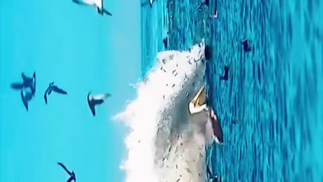 155#whale #ocean #shark #fish