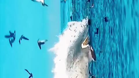 155#whale #ocean #shark #fish