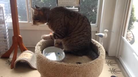 the scene of the cat drinking water with real skill