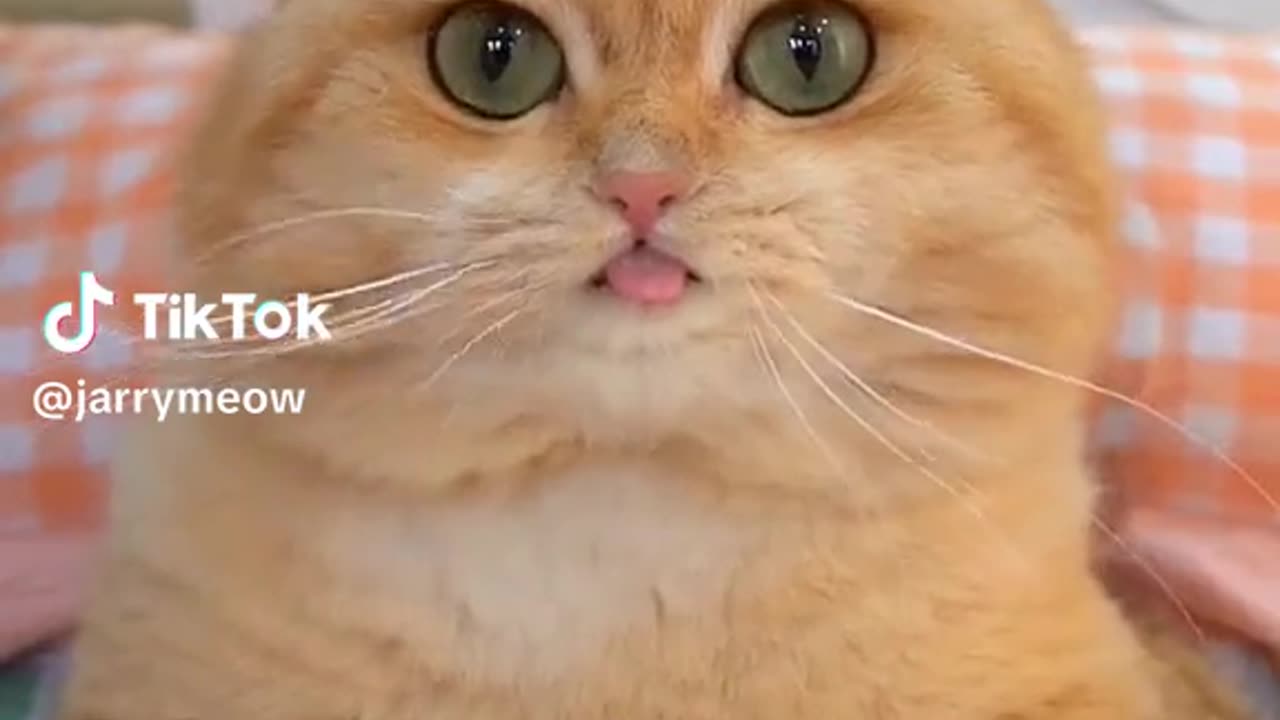 Funny Cat videos