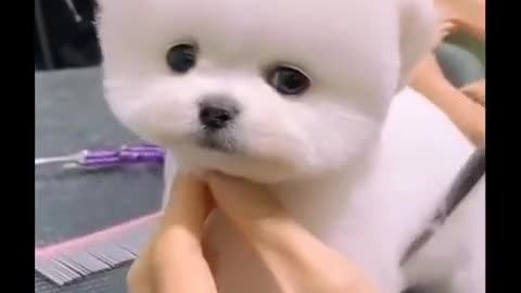 Grooming the cutest Pomeranian pup...