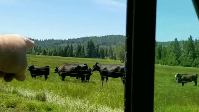 Mama cow chases coyote