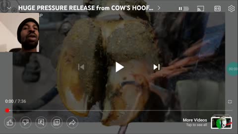 Huge Pressure Release of Cow's Hoof (Video Reaction)