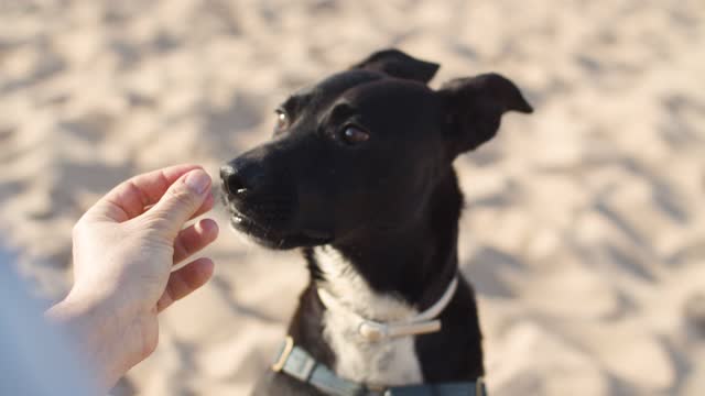 Person feeding a dog