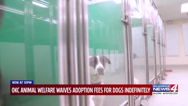 Dog adoption fees waived indefinitely at OKC Animal Welfare