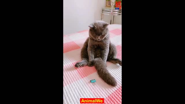 Try Not To Laugh Watching Funny Animals Video #17