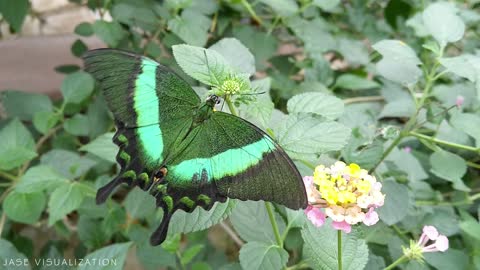 Butterflies Flying in Slow Motion HD