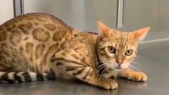 Tity cat angry funny video