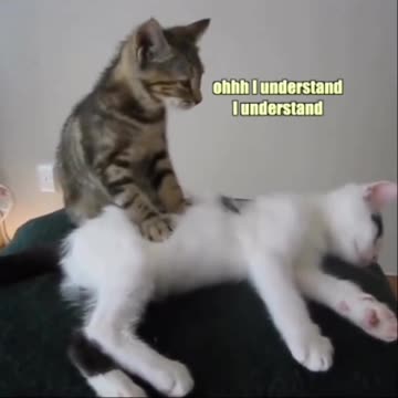 Cat Cute Massage