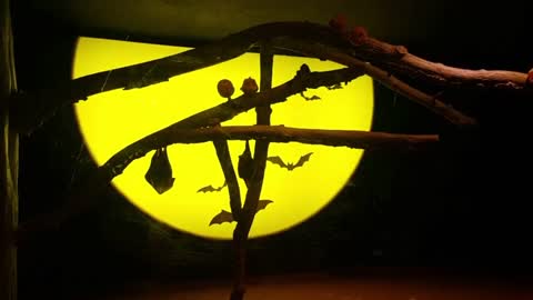 Bat in front of the beautiful moon shadow