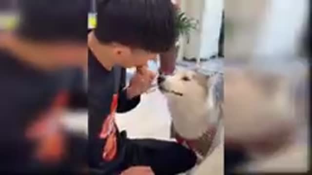 Funny dog and cat reaction to magic tricks