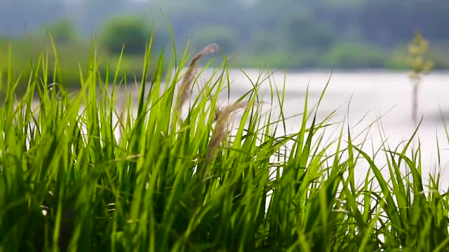 the sound of nature grass - a sound you can feel