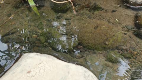 activity of small fish and snails