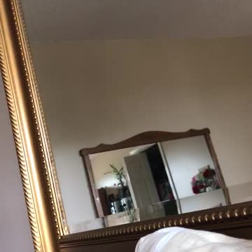 Talking parrot playing peekaboo with owner and reflection in the mirror.