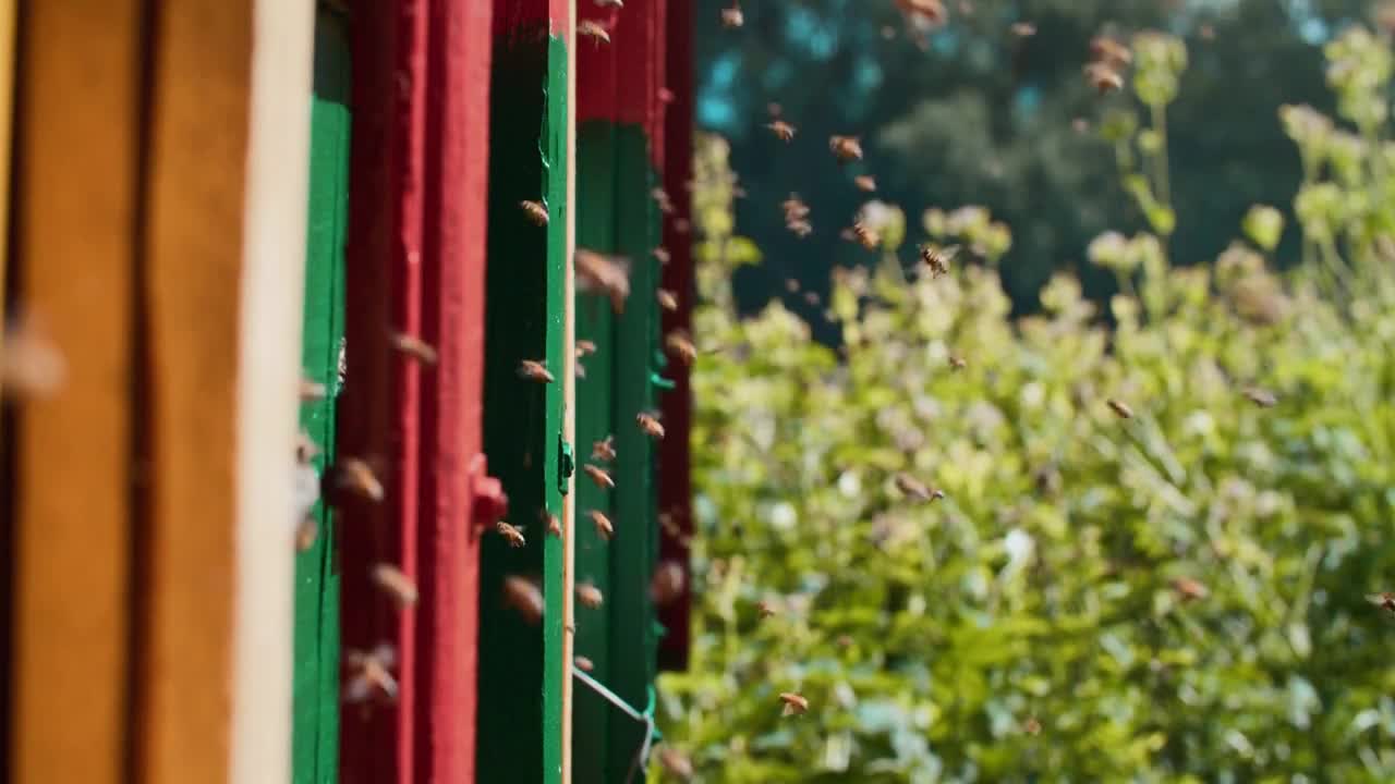 Colorful houses for domestic bees. A large number of bees fly to their uuli carrying honey