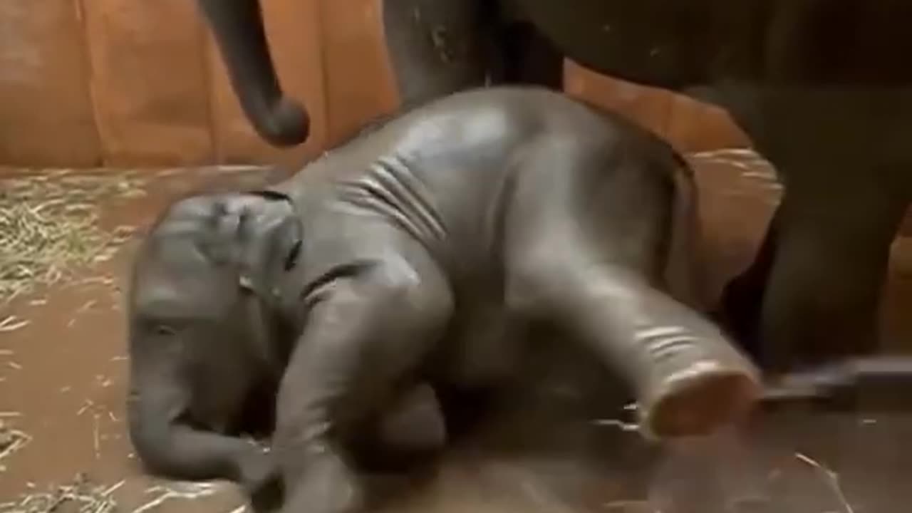 elephant gave birth to a baby