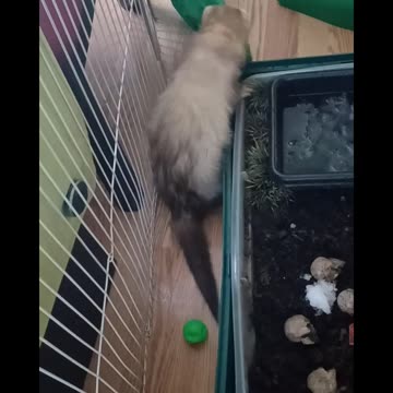 Ferret fun!!!