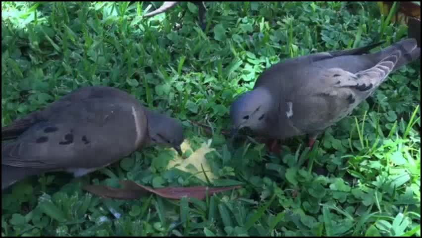 pigeon peace bird