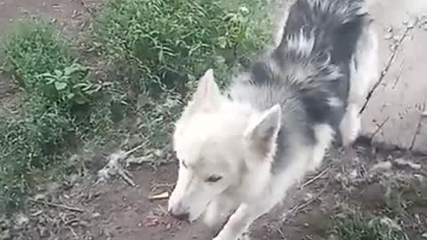 TALKING HUSKY