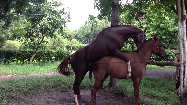 Wow!!! Horse mating | Amazing Man Breed bred Horse | How to bred Horse Part 3