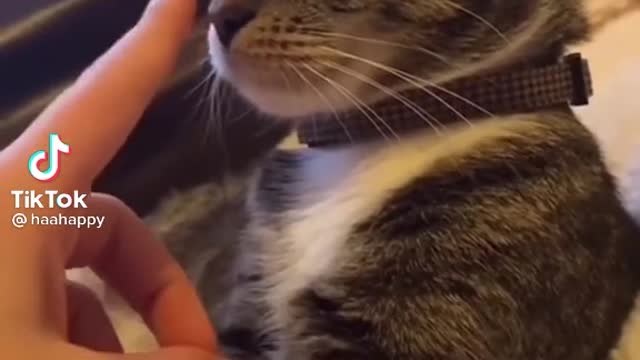 Cat Nose Taps