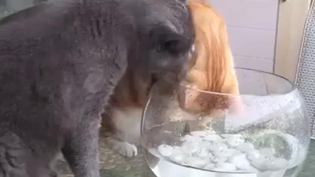 Cat video